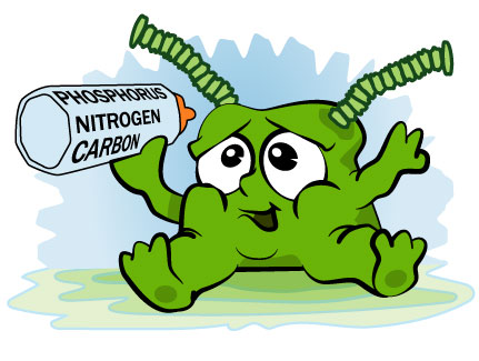 Cyano baby - microcystins