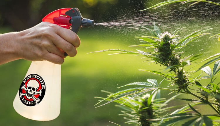 weedFarming_body2 (1)